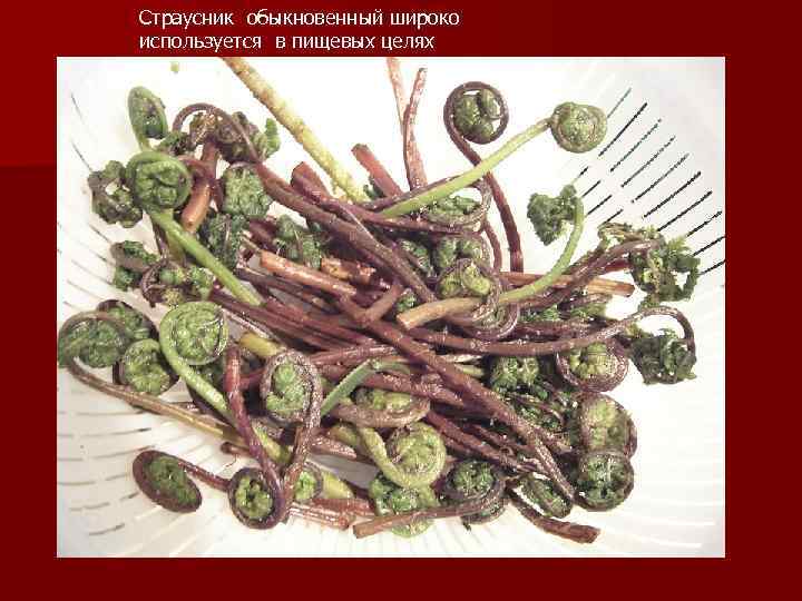 Страусник обыкновенный широко используется в пищевых целях 