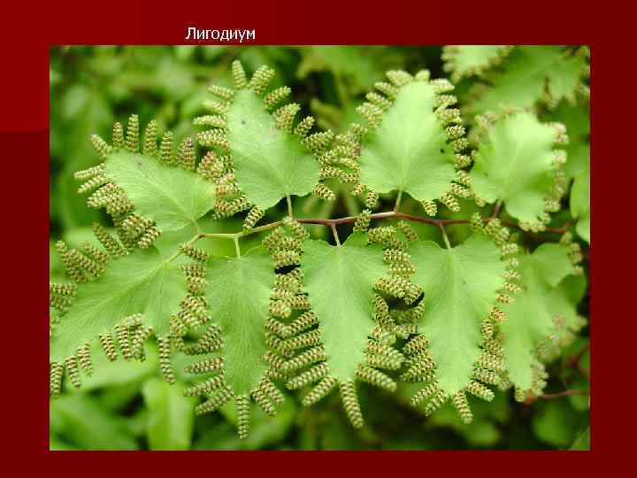 Лигодиум 
