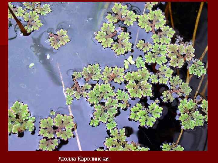 Азолла Каролинская 