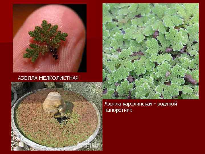 АЗОЛЛА МЕЛКОЛИСТНАЯ Азолла каролинская - водяной папоротник. 