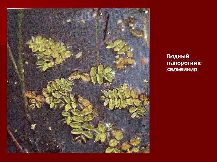 Водный папоротник сальвиния 