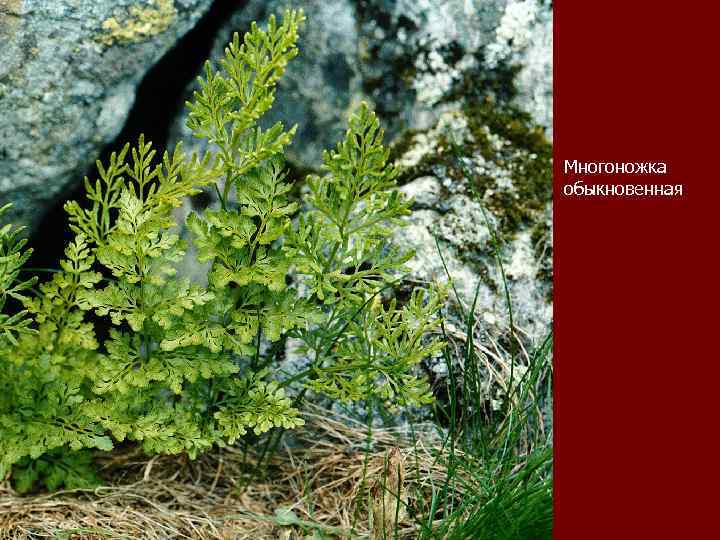Многоножка обыкновенная 