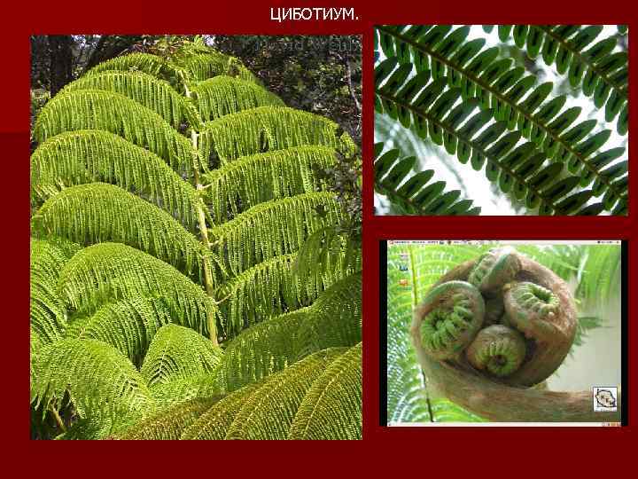 ЦИБОТИУМ. 