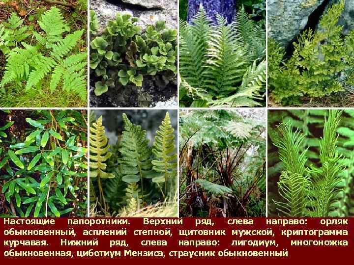 Настоящие папоротники. Верхний ряд, слева направо: орляк обыкновенный, асплений степной, щитовник мужской, криптограмма курчавая.