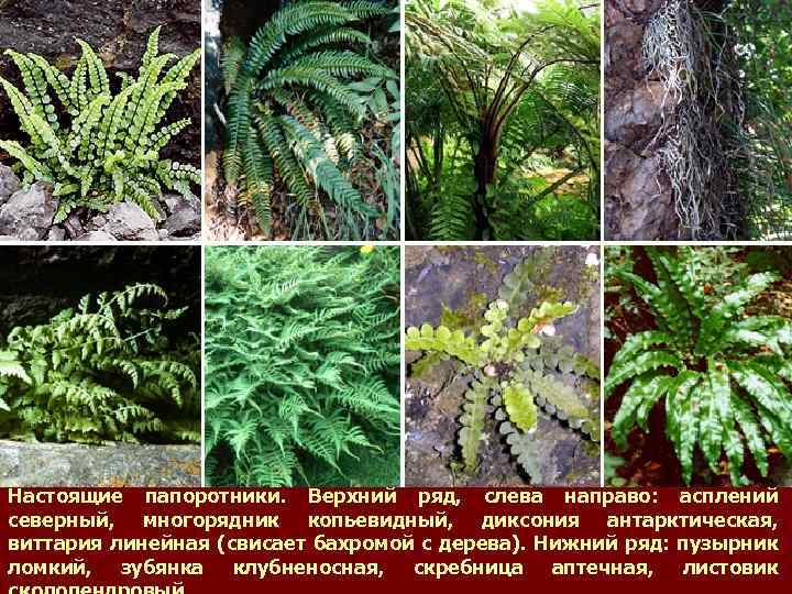 Настоящие папоротники. Верхний ряд, слева направо: асплений северный, многорядник копьевидный, диксония антарктическая, виттария линейная