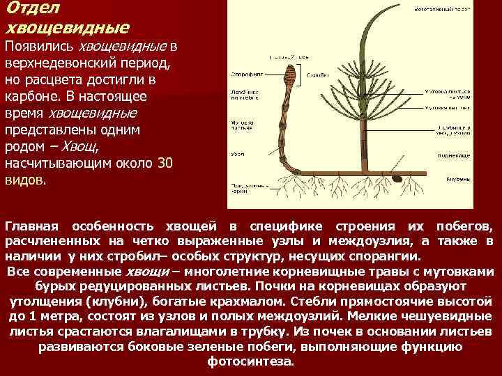 Диаграмма хвощевидных растений