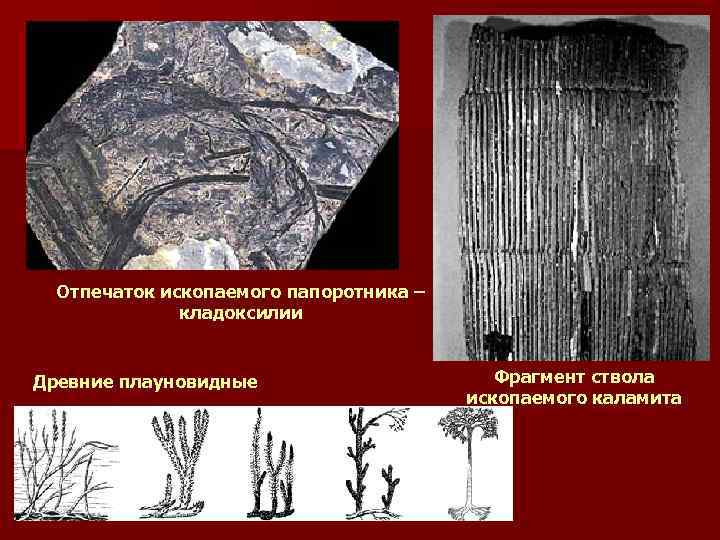 Отпечаток ископаемого папоротника – кладоксилии Древние плауновидные Фрагмент ствола ископаемого каламита 