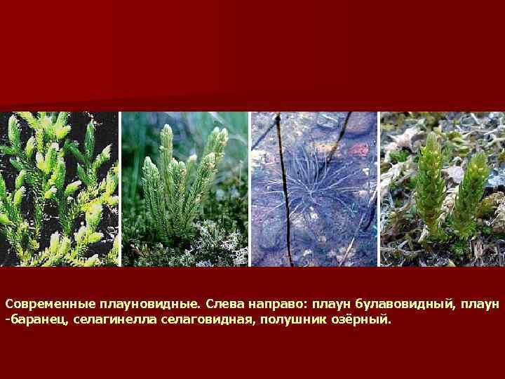 Современные плауновидные. Слева направо: плаун булавовидный, плаун -баранец, селагинелла селаговидная, полушник озёрный. 