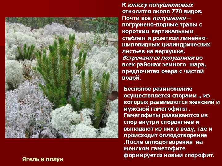 К классу полушниковых относится около 770 видов. Почти все полушники – погружено-водные травы с