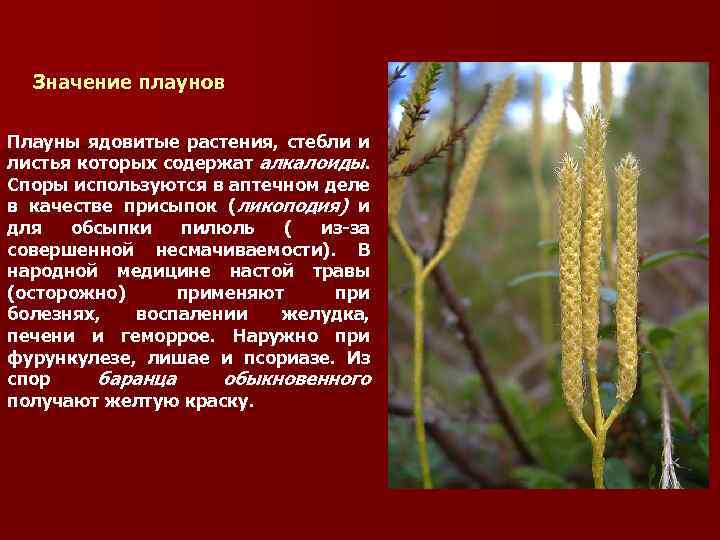 Плауны значение в природе. Плауны ветроопыляемые растения. Плаун ядовитое растение. Плауны значение. Роль плауна в жизни человека.