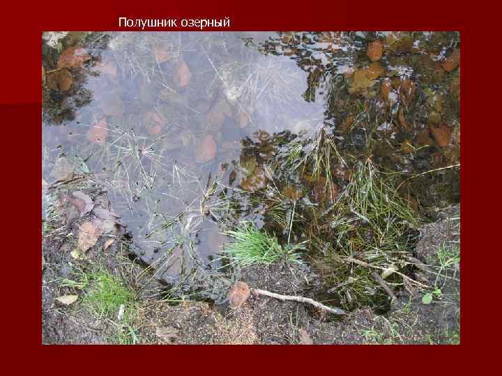 Полушник озерный 