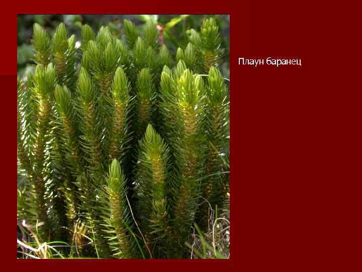 Плаун баранец 