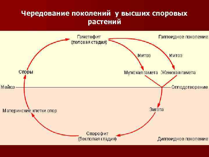 Чередование поколений у высших споровых растений 