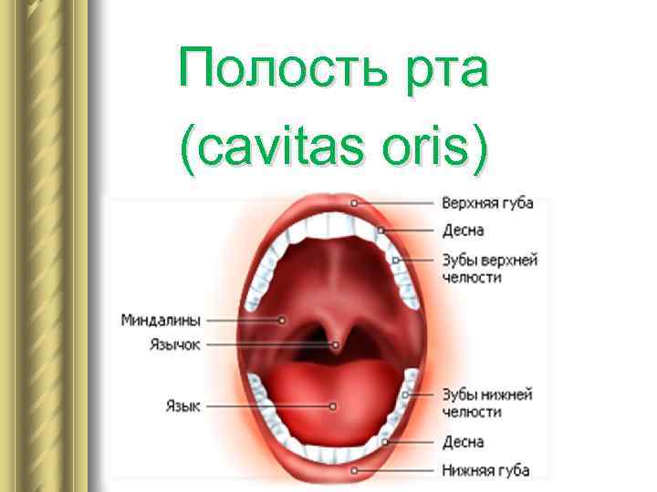 Верхняя стенка рта. Полость рта (cavitas Oris) имеет:. В собственно полость рта (cavitas Oris propria) открываются:.
