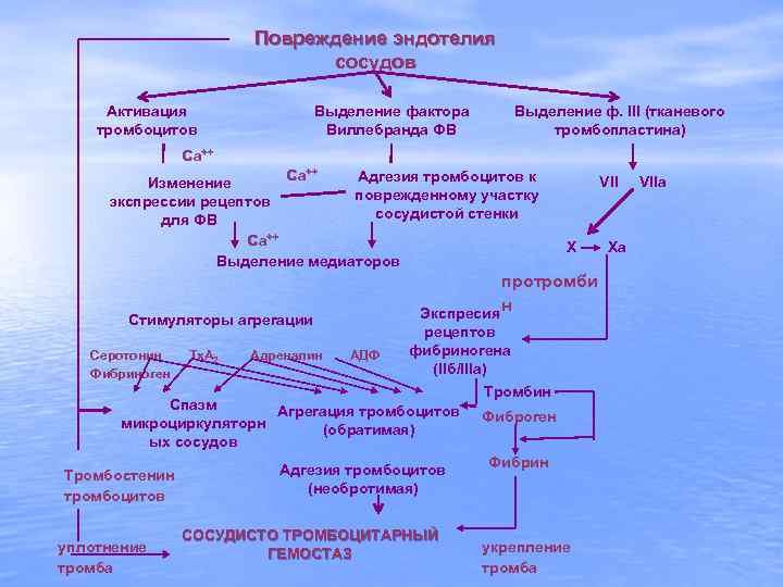 Повреждение эндотелия сосудов Активация тромбоцитов Выделение фактора Виллебранда ФВ Выделение ф. III (тканевого тромбопластина)