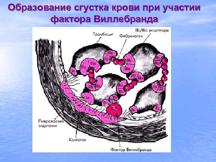 Образование сгустка крови при участии фактора Виллебранда 