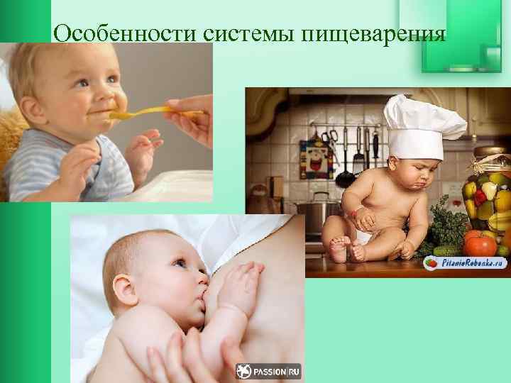 Особенности системы пищеварения 