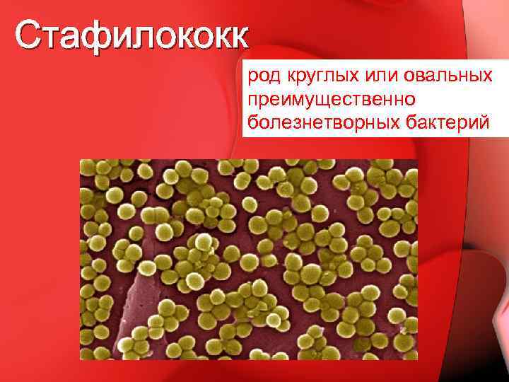 Стафилококк род круглых или овальных преимущественно болезнетворных бактерий 