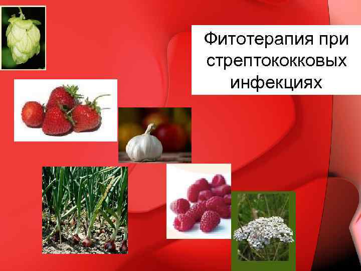 Фитотерапия при стрептококковых инфекциях 