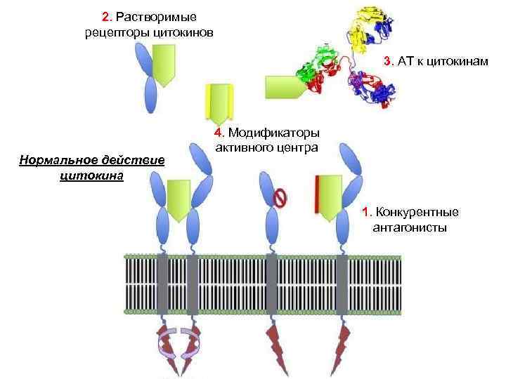 2. Растворимые рецепторы цитокинов 3. АТ к цитокинам Нормальное действие цитокина 4. Модификаторы активного