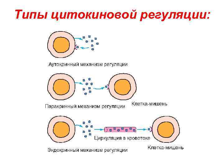 Типы цитокиновой регуляции: 