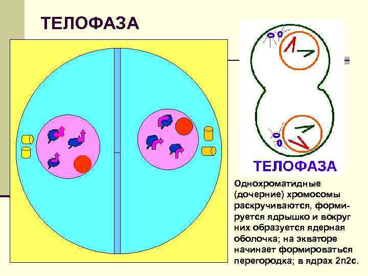 ТЕЛОФАЗА Однохроматидные (дочерние) хромосомы раскручиваются, формируется ядрышко и вокруг них образуется ядерная оболочка; на