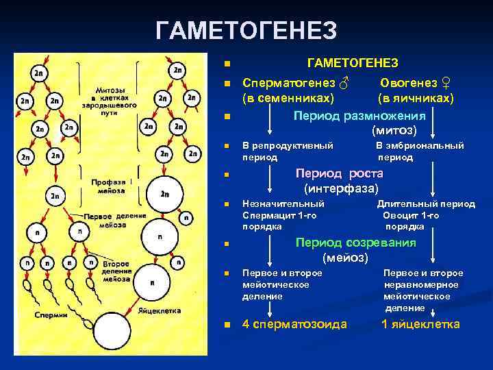 ГАМЕТОГЕНЕЗ n n n n ГАМЕТОГЕНЕЗ Сперматогенез ♂ Овогенез ♀ (в семенниках) (в яичниках)