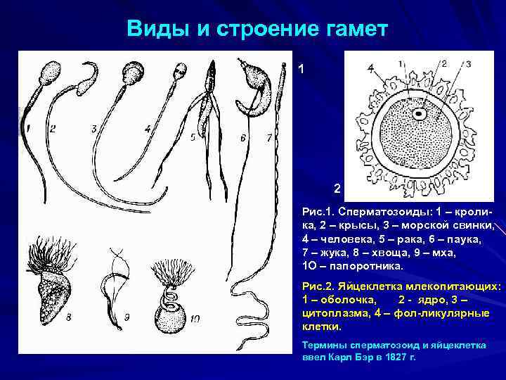 Виды и строение гамет 1 2 Рис. 1. Сперматозоиды: 1 – кролика, 2 –
