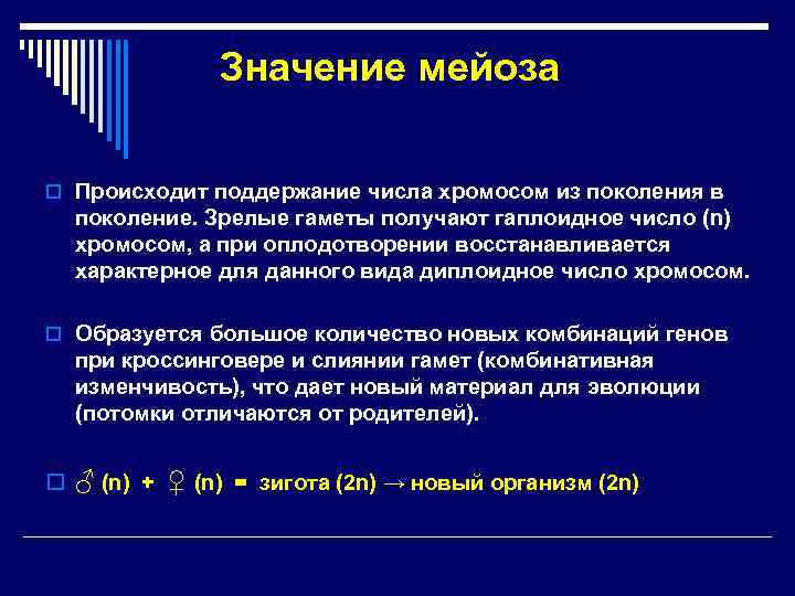 Значение мейоза o Происходит поддержание числа хромосом из поколения в поколение. Зрелые гаметы получают