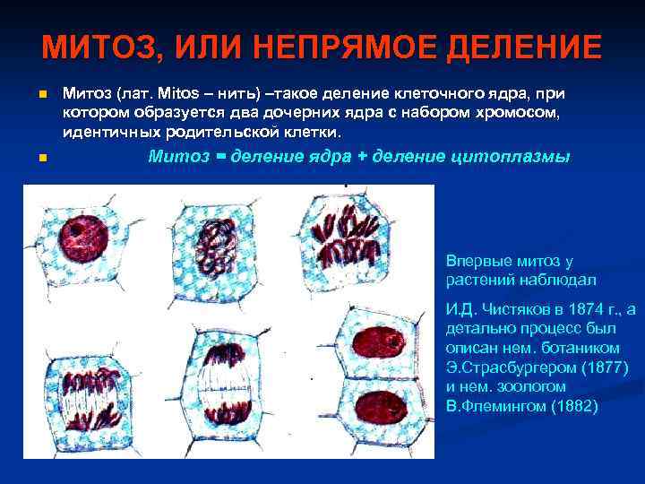 МИТОЗ, ИЛИ НЕПРЯМОЕ ДЕЛЕНИЕ n n Митоз (лат. Mitos – нить) –такое деление клеточного