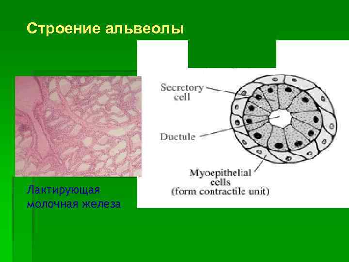 Строение альвеолы Лактирующая молочная железа 