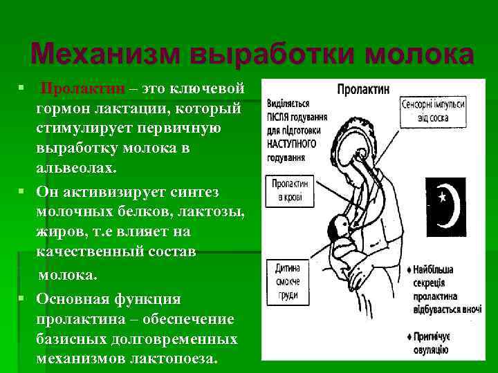 Выработки молока. Гормон лактации пролактин. Механизм выработки грудного молока. Гормон выработки молока. Гормон вырабатывающий грудное молоко.