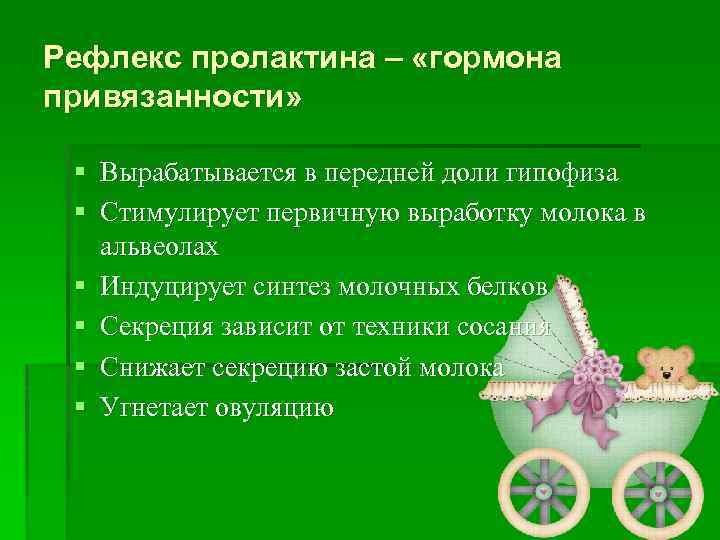 Рефлекс пролактина – «гормона привязанности» § Вырабатывается в передней доли гипофиза § Стимулирует первичную