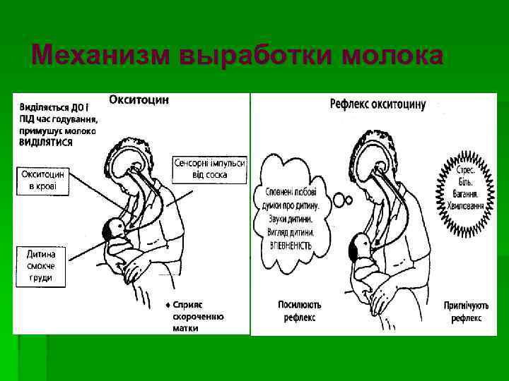 Механизм выработки молока 