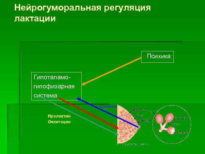 Схема регуляции лактации