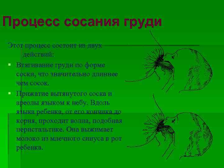 Процесс сосания груди Этот процесс состоит из двух действий: § Втягивание груди по форме