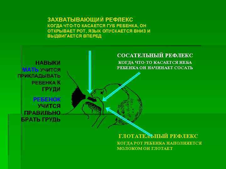 ЗАХВАТЫВАЮЩИЙ РЕФЛЕКС КОГДА ЧТО-ТО КАСАЕТСЯ ГУБ РЕБЕНКА, ОН ОТКРЫВАЕТ РОТ, ЯЗЫК ОПУСКАЕТСЯ ВНИЗ И