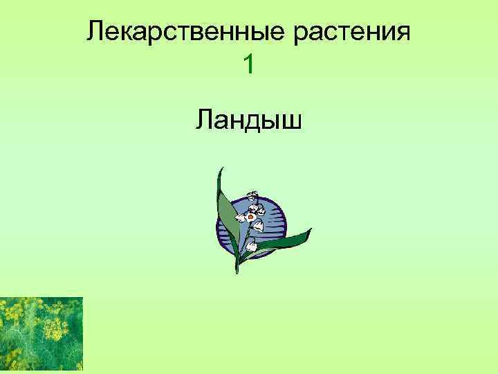 Лекарственные растения 1 Ландыш 