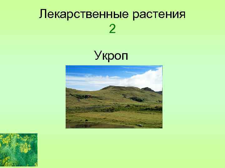 Лекарственные растения 2 Укроп 