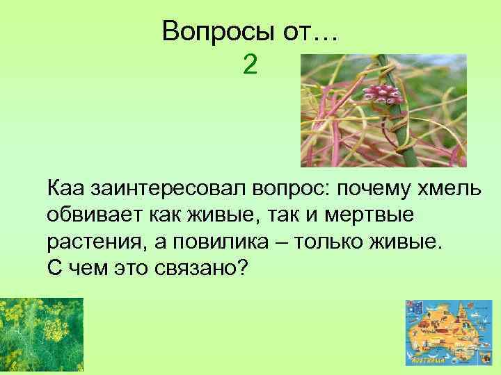 Повилика консумент. Корни присоски повилика. Растение паразит повилика сообщение. Повилика растение экология. Повилика видоизменение корня.