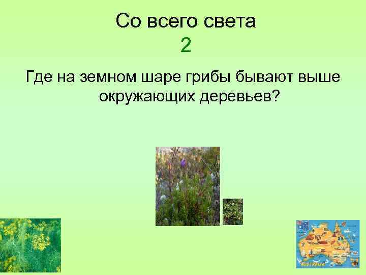 Со всего света 2 Где на земном шаре грибы бывают выше окружающих деревьев? 