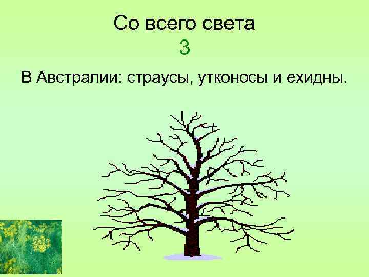 Со всего света 3 В Австралии: страусы, утконосы и ехидны. 