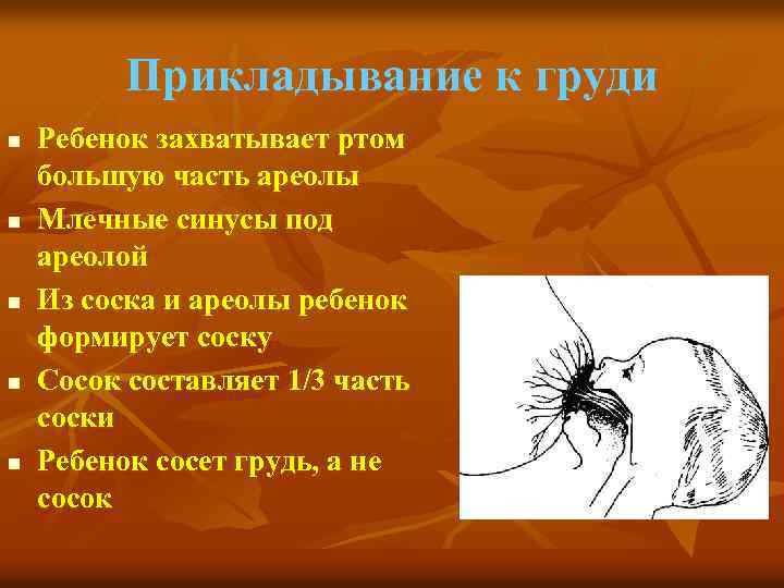 Прикладывание к груди n n n Ребенок захватывает ртом большую часть ареолы Млечные синусы
