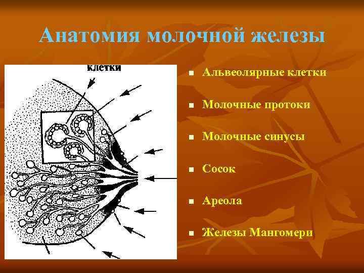 Анатомия молочной железы n Альвеолярные клетки n Молочные протоки n Молочные синусы n Сосок