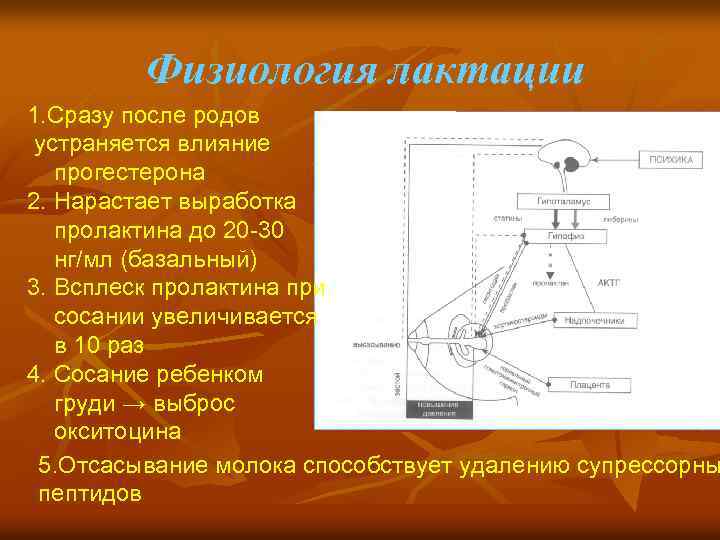 Физиология лактации 1. Сразу после родов устраняется влияние прогестерона 2. Нарастает выработка пролактина до