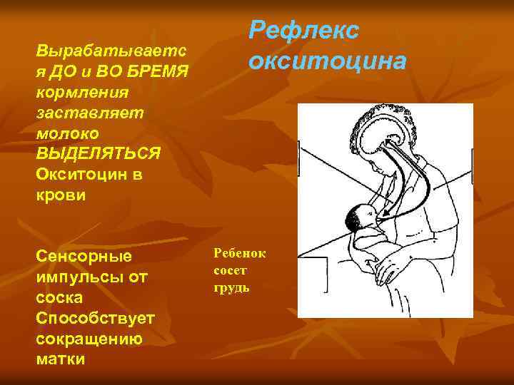 Вырабатываетс я ДО и ВО БРЕМЯ кормления заставляет молоко ВЫДЕЛЯТЬСЯ Окситоцин в крови Сенсорные