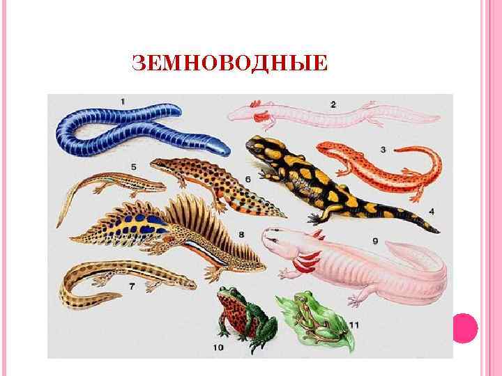 ЗЕМНОВОДНЫЕ 