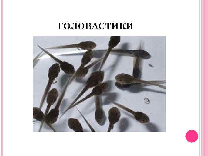 ГОЛОВАСТИКИ 