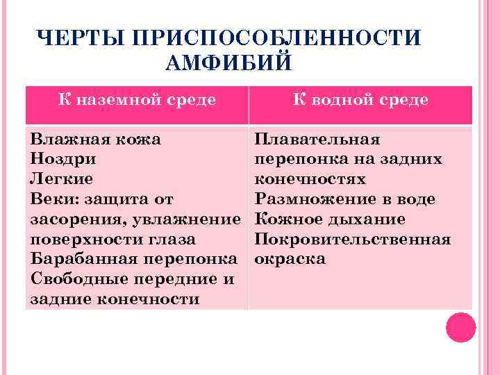 ЧЕРТЫ ПРИСПОСОБЛЕННОСТИ АМФИБИЙ К наземной среде Влажная кожа Ноздри Легкие Веки: защита от засорения,