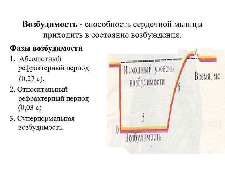 Возбудимость - способность сердечной мышцы приходить в состояние возбуждения. Фазы возбудимости 1. Абсолютный рефрактерный